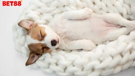 Giải mã giấc – Nằm mơ thấy chó nên đánh con gì trong lô đề